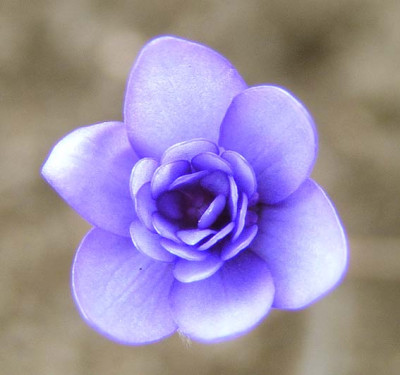 hepatica_nobilis_lisa.jpg