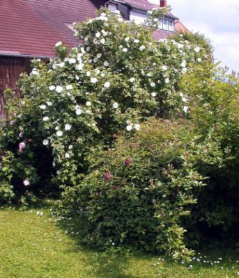 Rosa_alba_Sappho_Strauch003.jpg