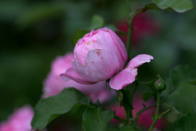 Rose_Charles_Renee_Mackintosh0109b.jpg