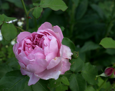 Rose_Charles_Renee_Mackintosh0509a.jpg