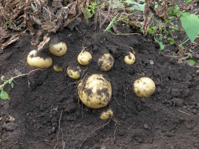 K800_Kopie_von_K__07_19-1__Ernte__Staude.JPG