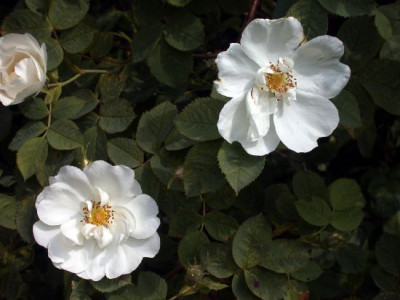 Rosa_alba_Sappho002.jpg