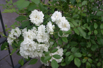 Rose_Cilli-Rose_0310b.jpg