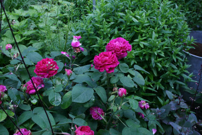 Rose_de_Resth0311b.jpg