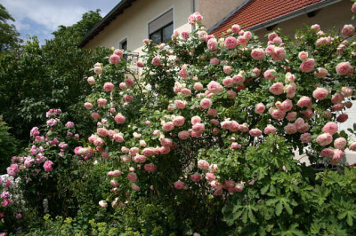 Rose_Edenrose0508b.jpg