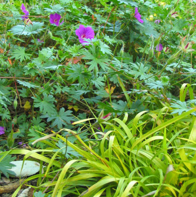 Ger_Sang_Carex_Gold_kl.jpg