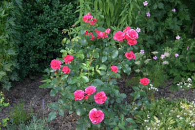 Rose_Elveshorn00110a.jpg