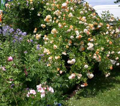 Rose_Gislaine_de_Felingonde0109a.jpg