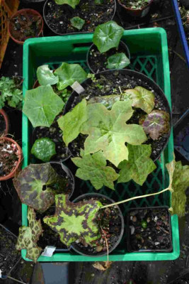 Podophyllum_mixG.jpg