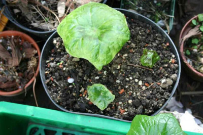 Podophyllum_spotty.jpg