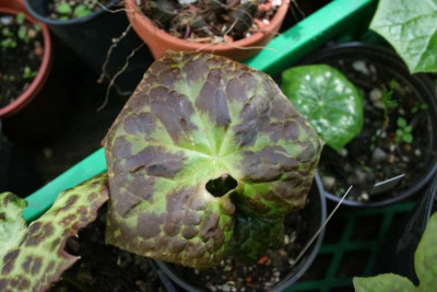 Podophyllum_spotty2.jpg
