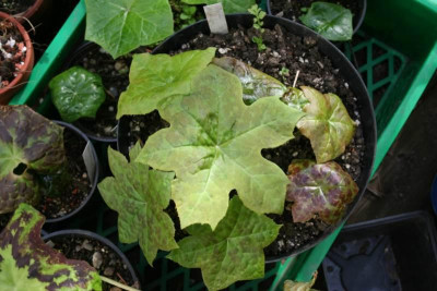 Podophyllum_mix.jpg