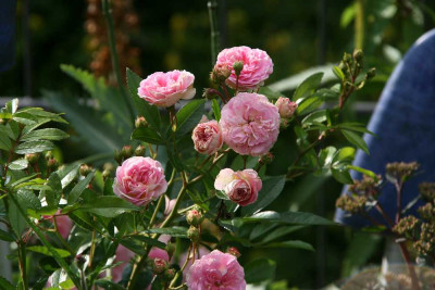 Rose_Pink_Gislaine_de_Felingonde0412a.jpg