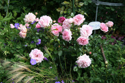 Rose_Home__Garden0711a.jpg