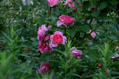 Rose_Hyde_Hall2111a.jpg