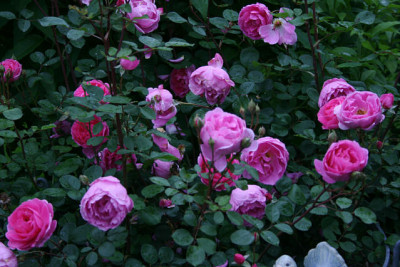 Rose_John_Clare2111a.jpg