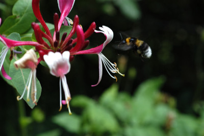 geissblattbesuch_05837.jpg