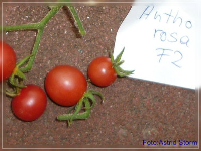 GP_Antho_rosa1.jpg