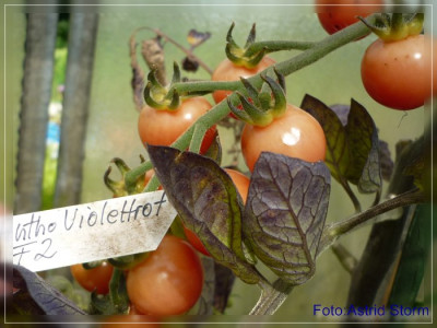 GP_Antho_violettrot.jpg