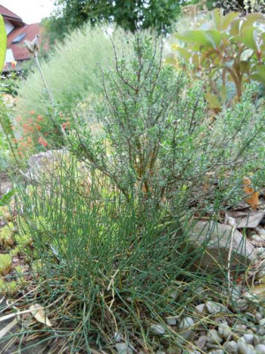 ephedra_distachya_ssp_helvetica_2011_2.JPG