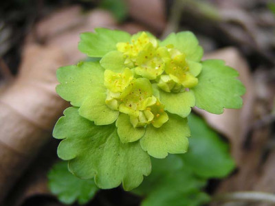 Chrysosplenium_alternifolium.jpg