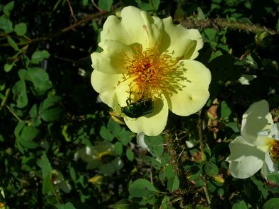 Rose_Aicha_mit_Rosenkafer.jpg