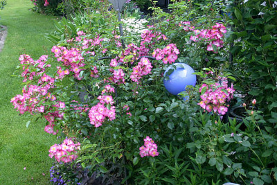 Rose_Juanita1310b.jpg