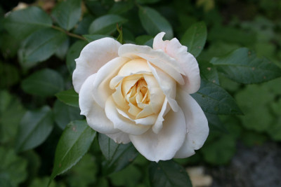 Rose_Kosmos0211b.jpg