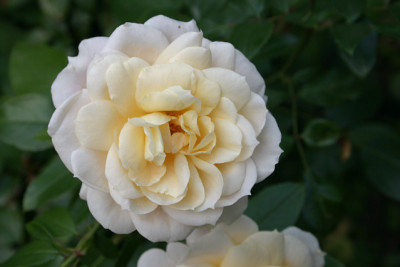 Rose_Kosmos0310a.jpg