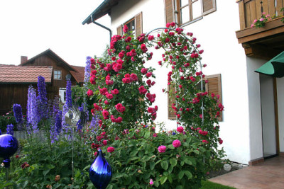 Rose_Laguna0210a.jpg