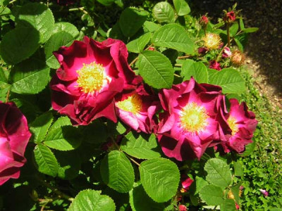 77Rosa_Violacea_gall.jpg