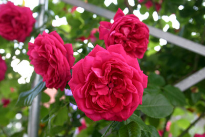 Rose_Laguna0510d.jpg