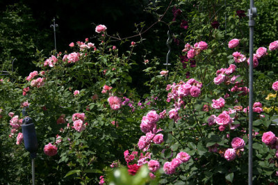 Rose_Louise_Odier0408b.jpg