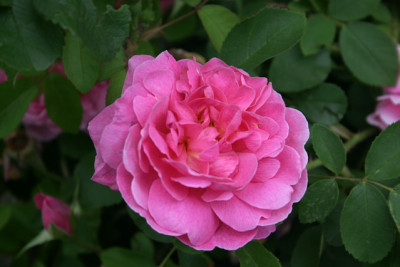 Rose_Louise_Odier0609d.jpg