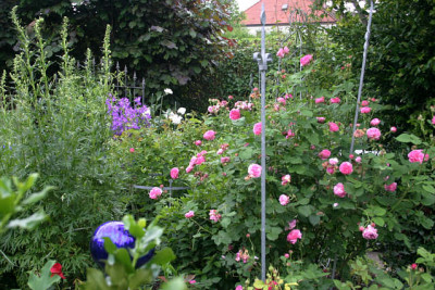 Rose_Louise_Odier1110a.jpg