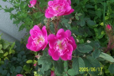 Moosrose_Goethe.jpg