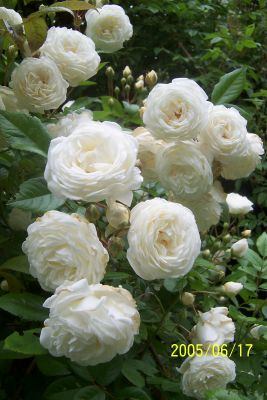 weie_Strauchrose.jpg