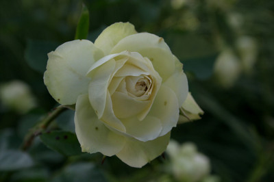 Rose_Loveley_Green0108d.jpg