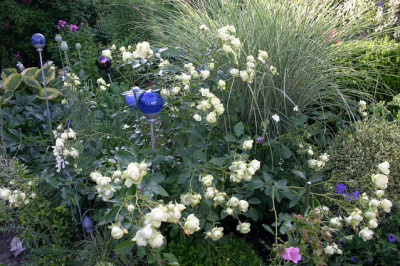Rose_Lovley_Green0708d.jpg