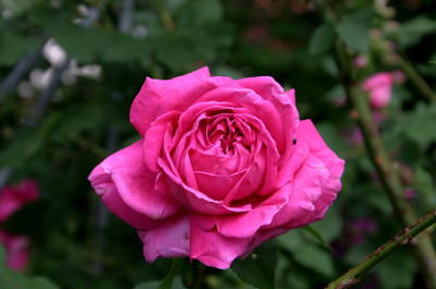 Rose_Mdme._Isaak_Pereire0107c.jpg