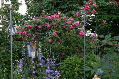Rose_Mdme._Isaak_Pereire1308f.jpg