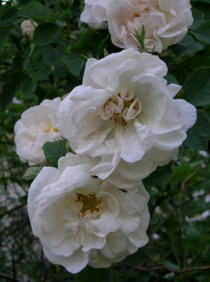 Rosa_alba_Suaveolens_.....jpg