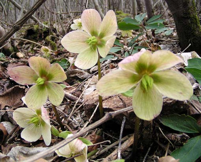 helleborus_niger_april.jpg