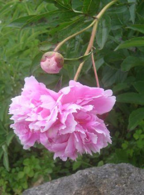 Paonie__rosa_1.jpg