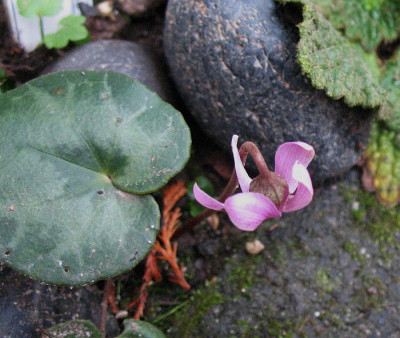 Cyclamen_purpurascens_..24.12.12._010.jpg