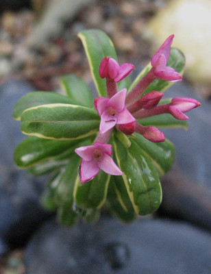 Daphne_cneorum_Variegata_..24.12.12._001.jpg