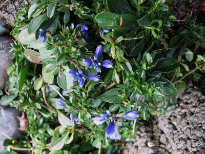 Polygala_calcarea_Lillet_..__24.12.12._008.jpg