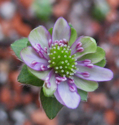 Hepatica_nobilis_var._jap._Souhou__..24.12.12._013.jpg