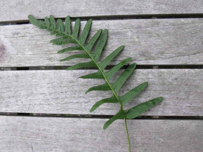 Polypodium_1_1024x768.jpg