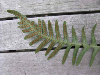 Polypodium_2_1024x768.jpg